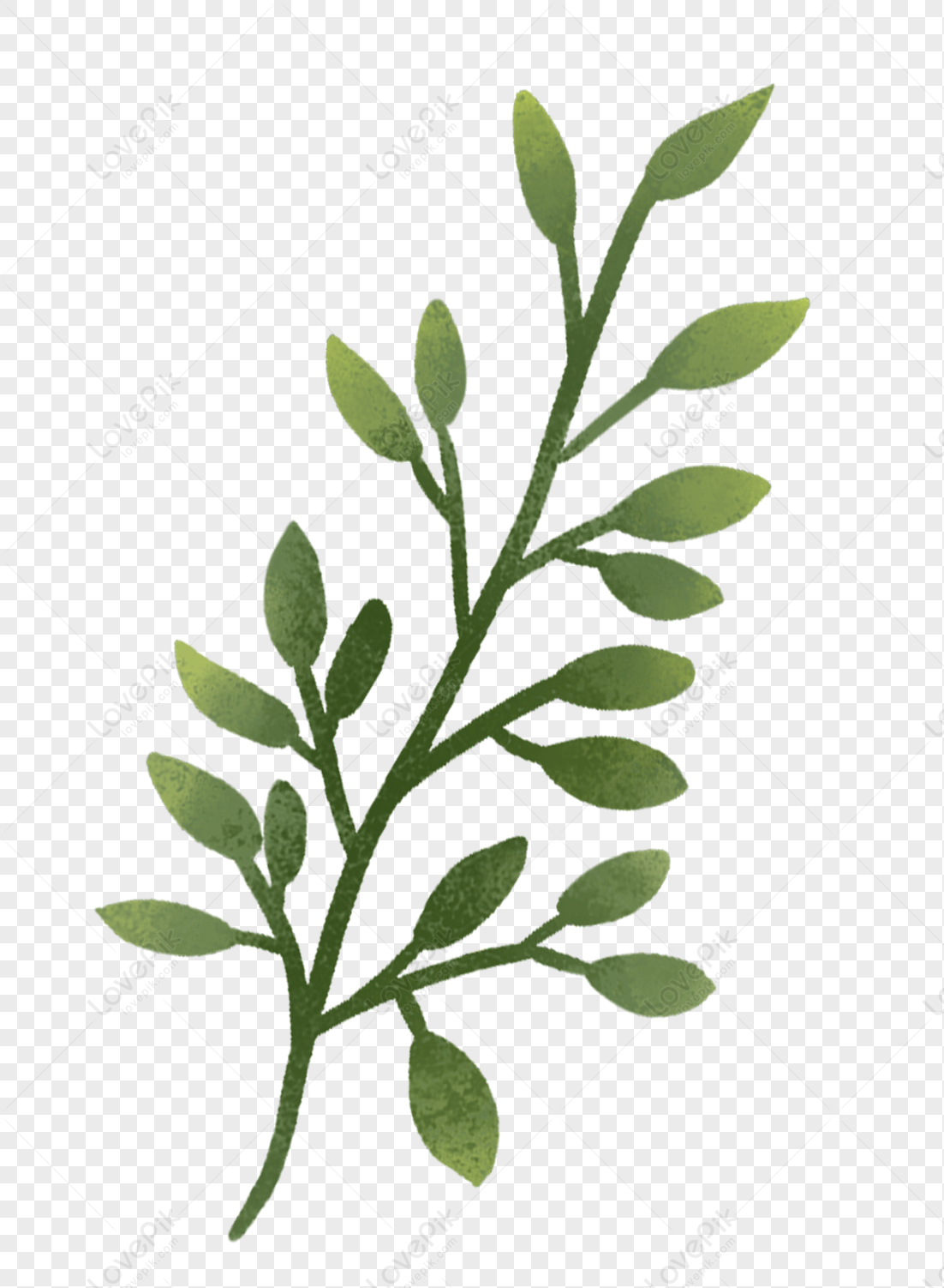 Plant Leaves, Leaf Plant, Gray Green, Green Plant PNG Transparent ...