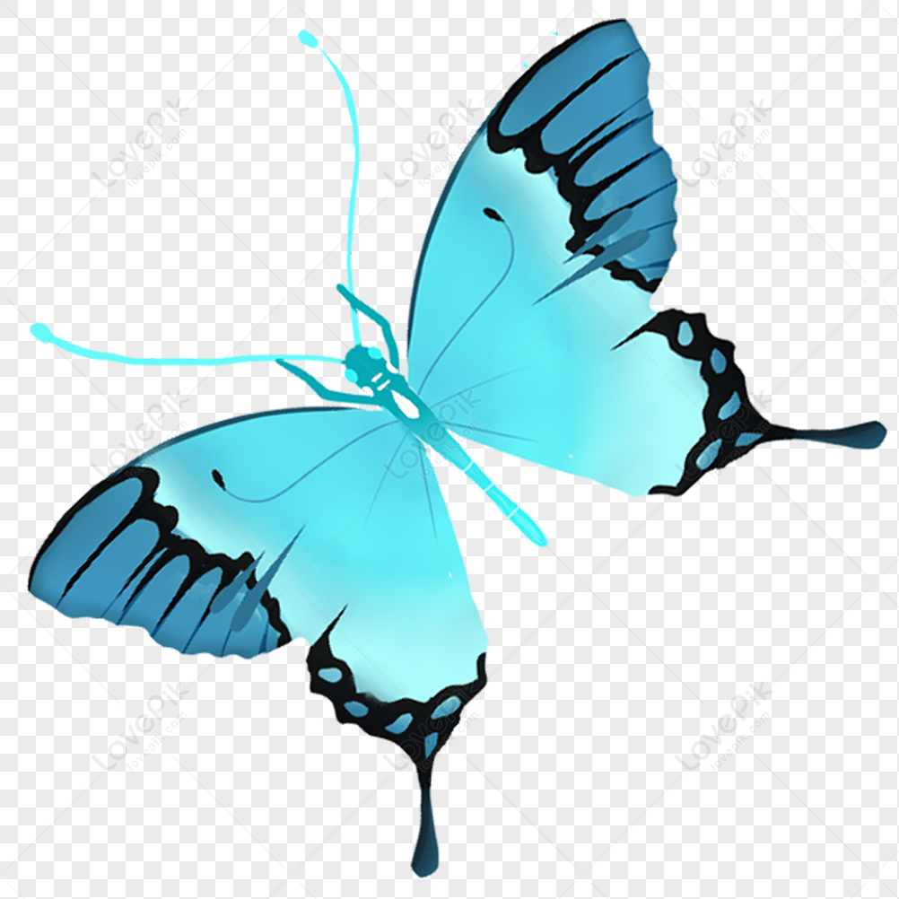 Hình ảnh Blue Butterfly PNG Miễn Phí Tải Về - Lovepik