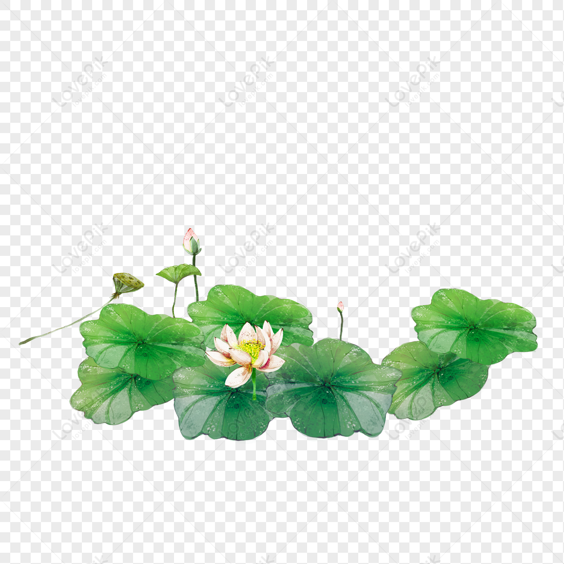 Beautiful Lotus Flower, Flower Leaves, Flower Green, Flower Scenery Png 