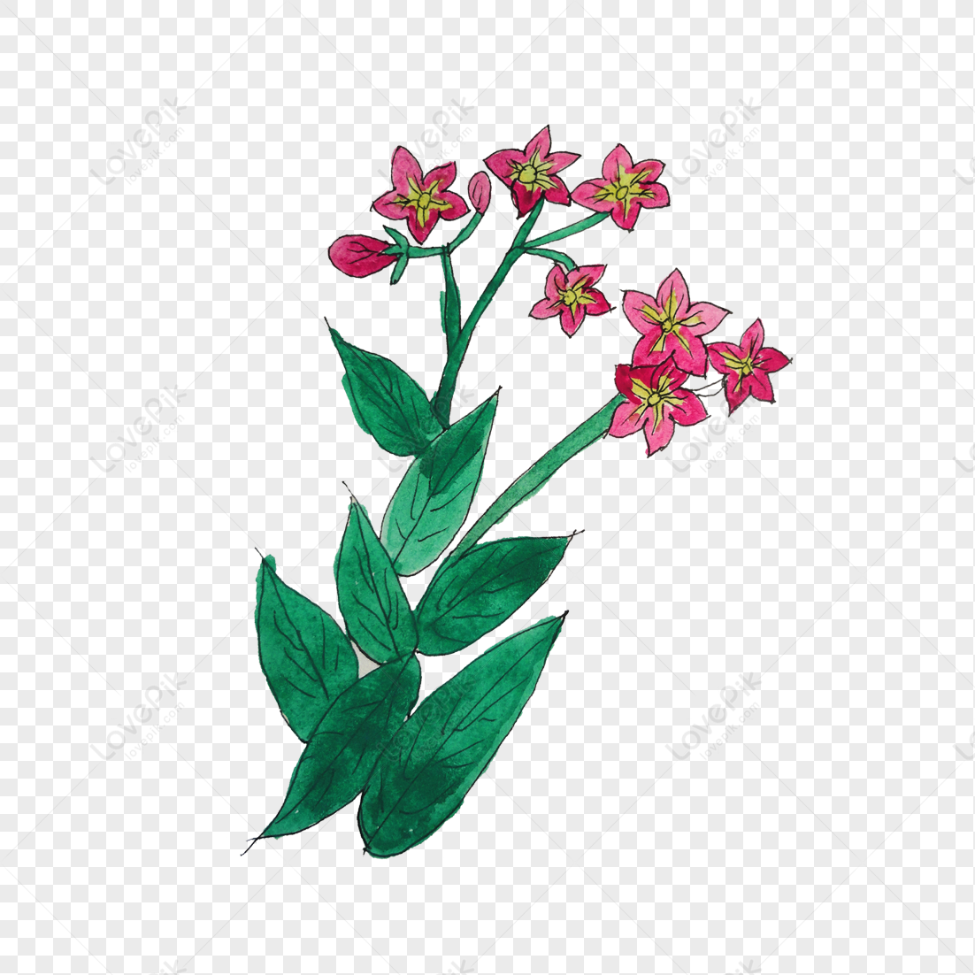 Flower, Flower Transparent, Flower Flowers, Flower Green PNG Image And ...