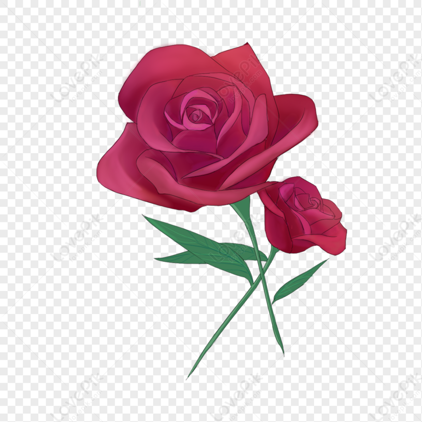 Flower, Decorative Paintings, Rose Roses, Dark Red PNG White ...