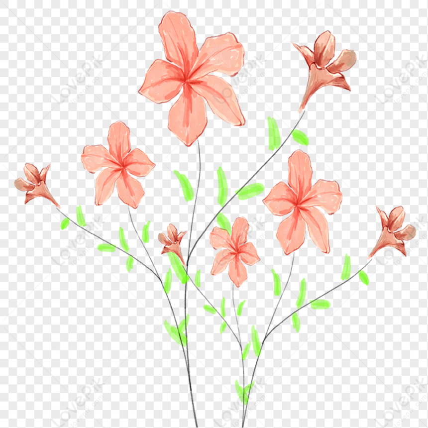 Flower, Flowers Watercolor, Flowers Orange, Light Orange PNG White ...