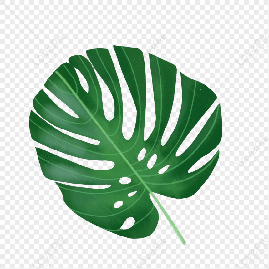 Fresh Leaves Materials, Green Leaf, Leaf Tropical, Dark Green PNG White ...