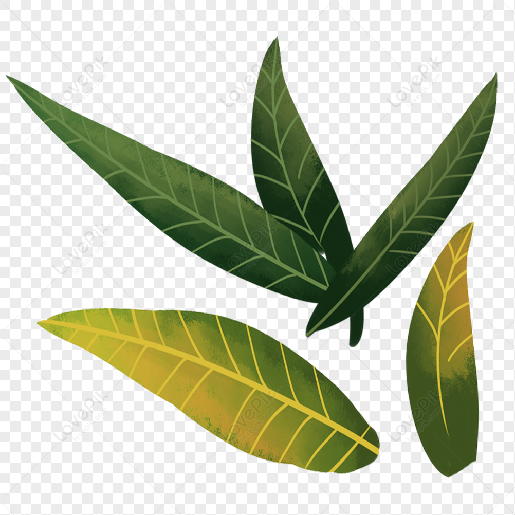 mango leaves clipart background