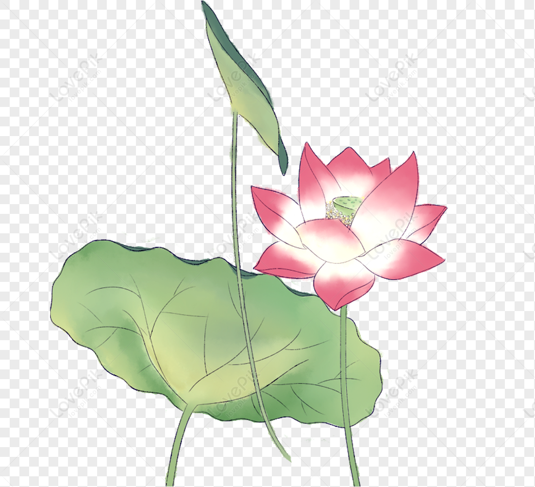 Beautiful Pink Lotus Flowers Watercolor Illustration Stock Illustration -  Download Image Now - iStock