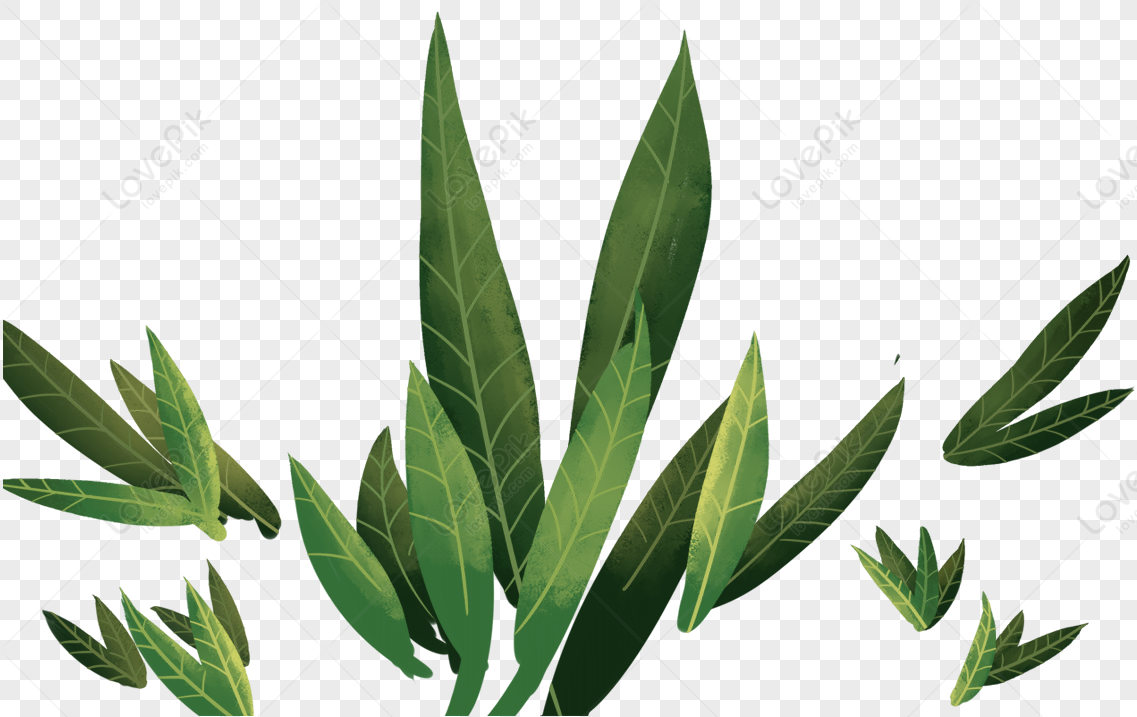 Hand Painted Leaves Leaf Plant Grass Plant Grass Leaf PNG