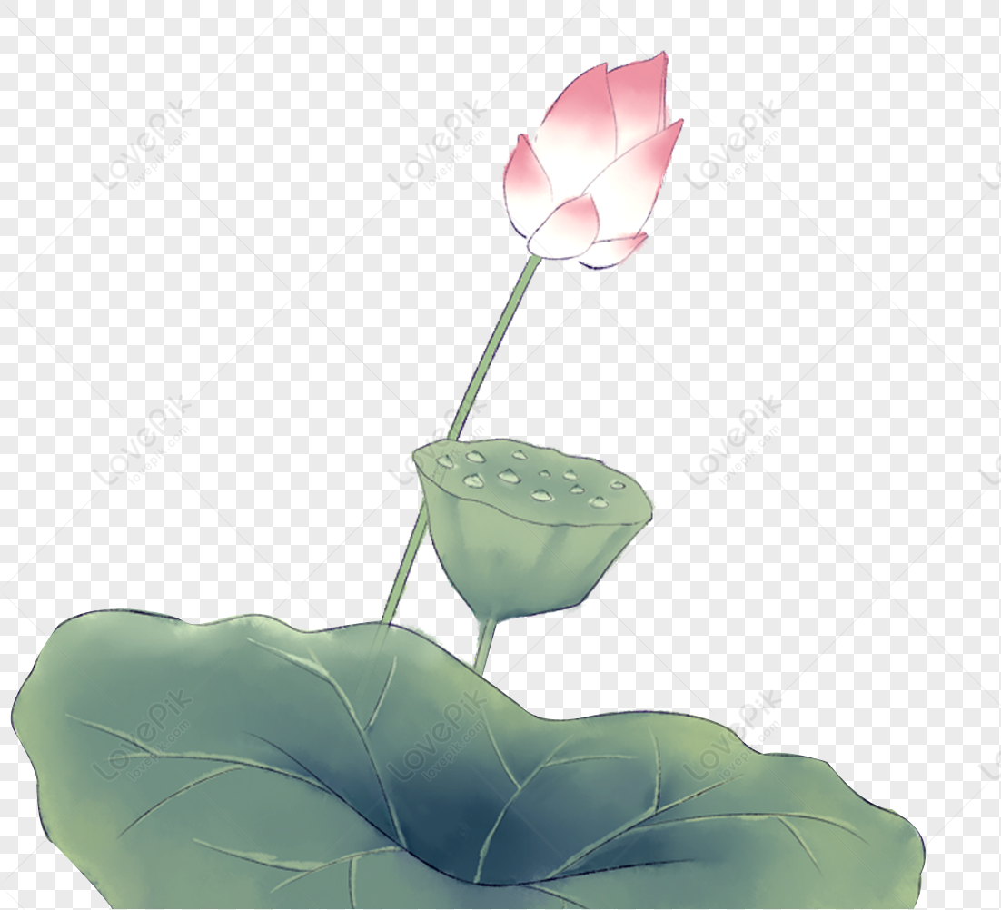 Lotus Flower, Green Lotus, Flower Green, Flower Transparent Free PNG ...