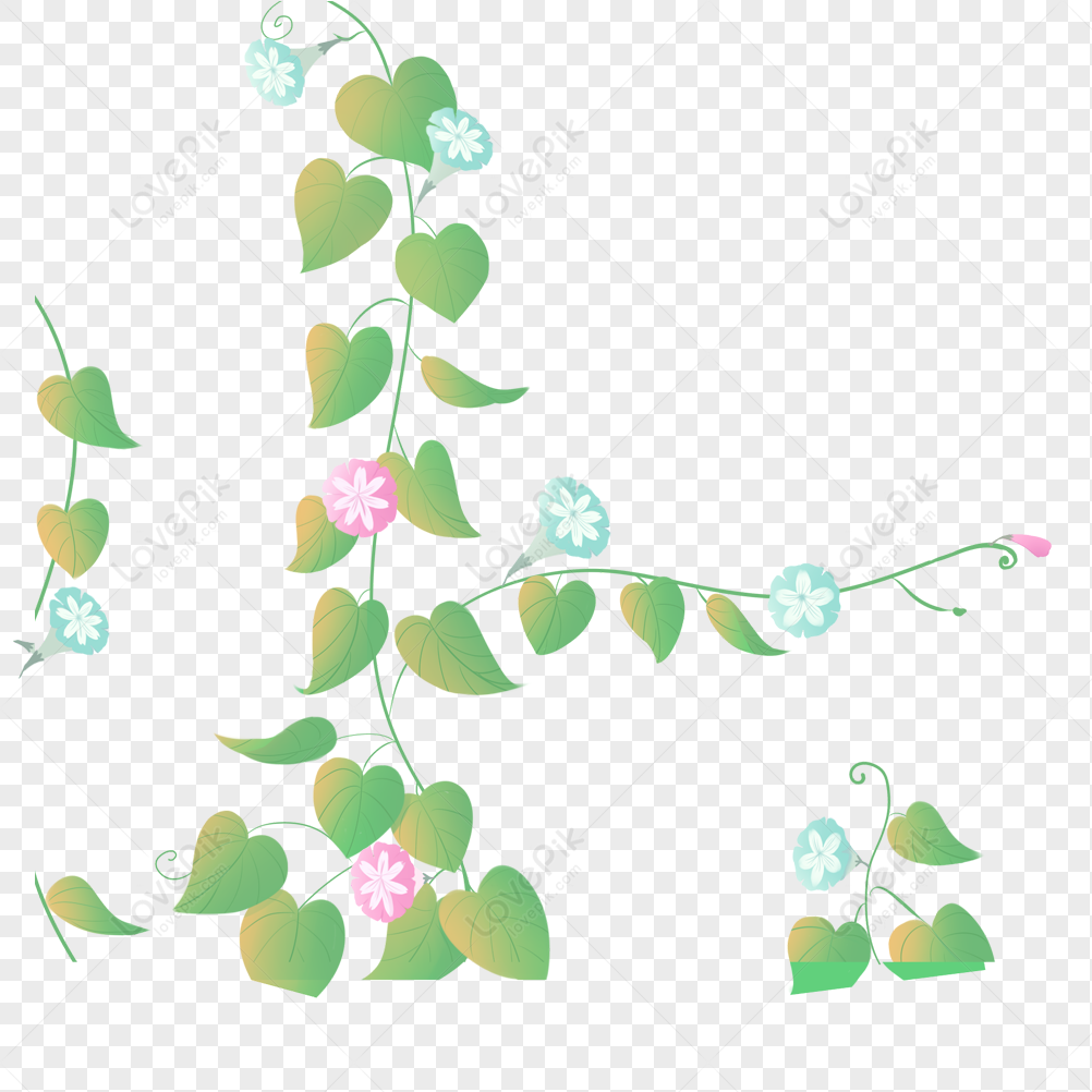 Morning Glory, Flower Green, Flower Vector, Green Pink Free PNG And ...