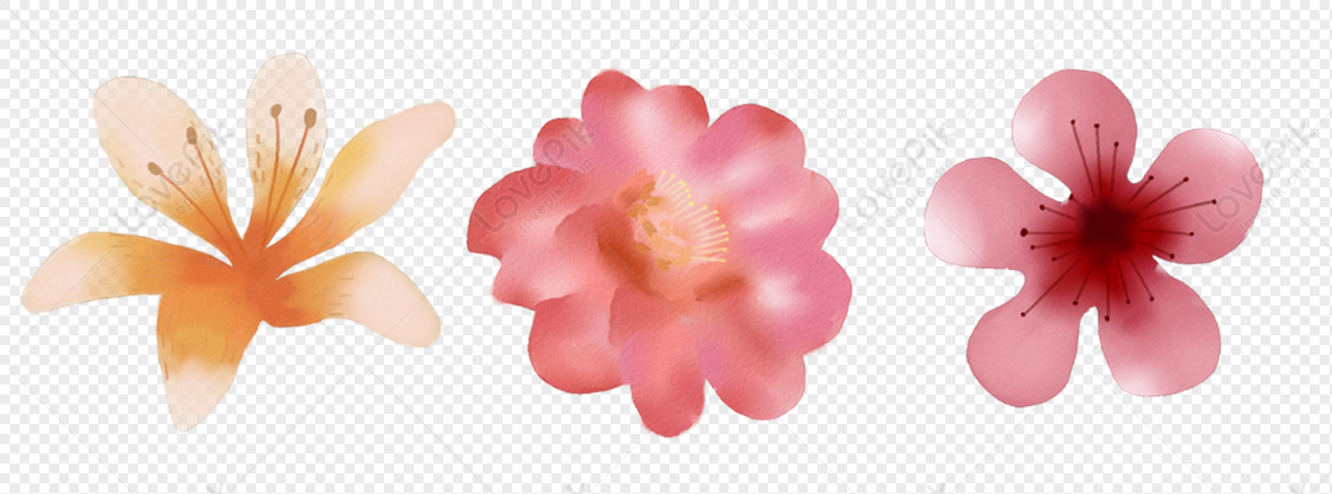 Flores Rosas PNG Imágenes Gratis - Lovepik