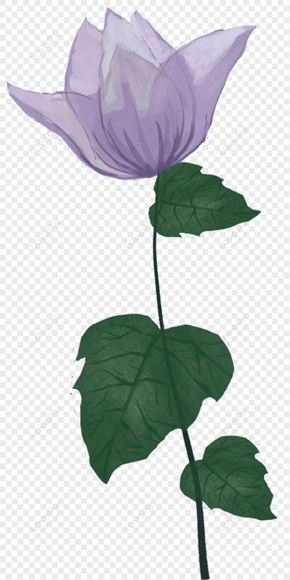 Flor Morada PNG Imágenes Gratis - Lovepik