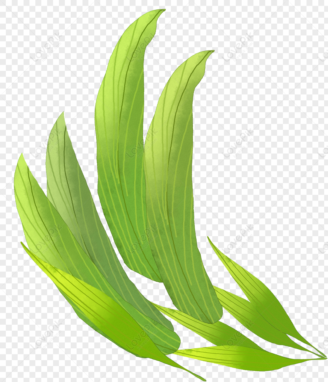 Fresh Plants Decoration Image PNG Hd Transparent Image And Clipart ...