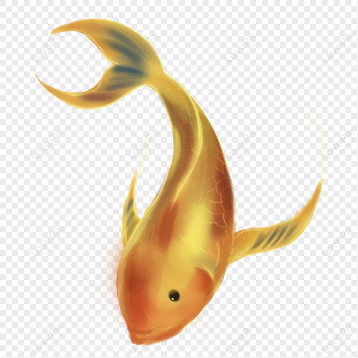 Hình ảnh Một Con Cá Vàng PNG Miễn Phí Tải Về - Lovepik