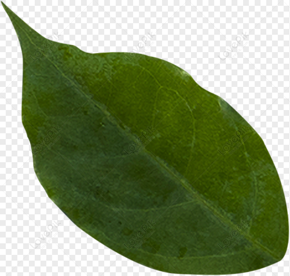 hoja png