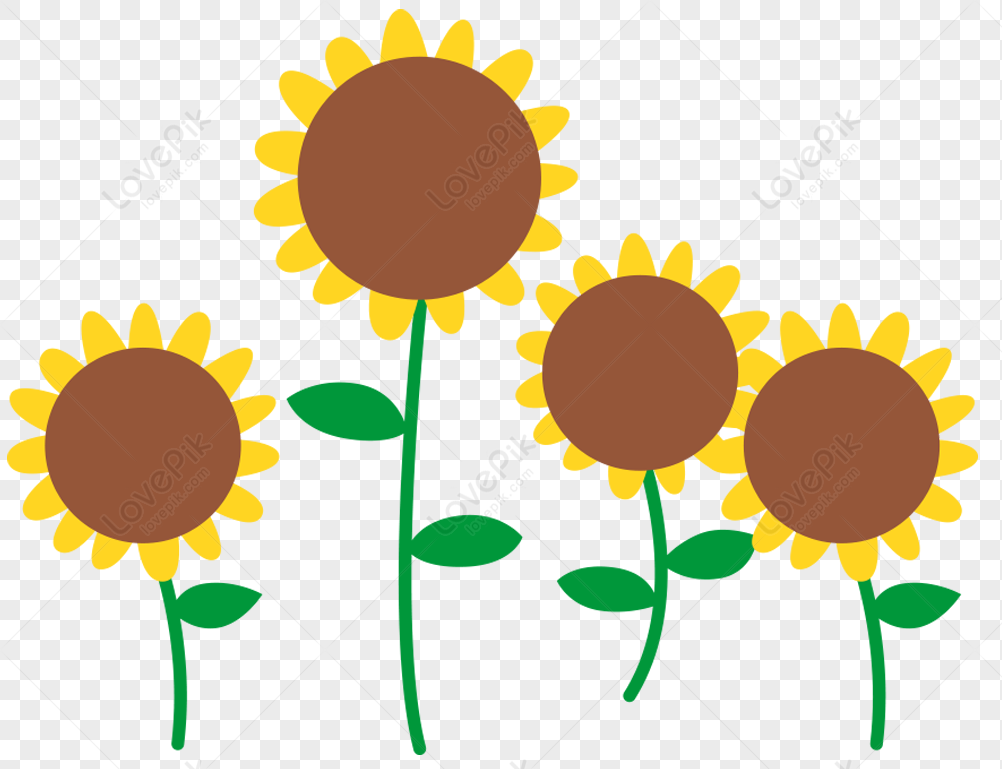 Sunflower, Brown Lines, Material, Sunflower PNG Transparent Image And ...