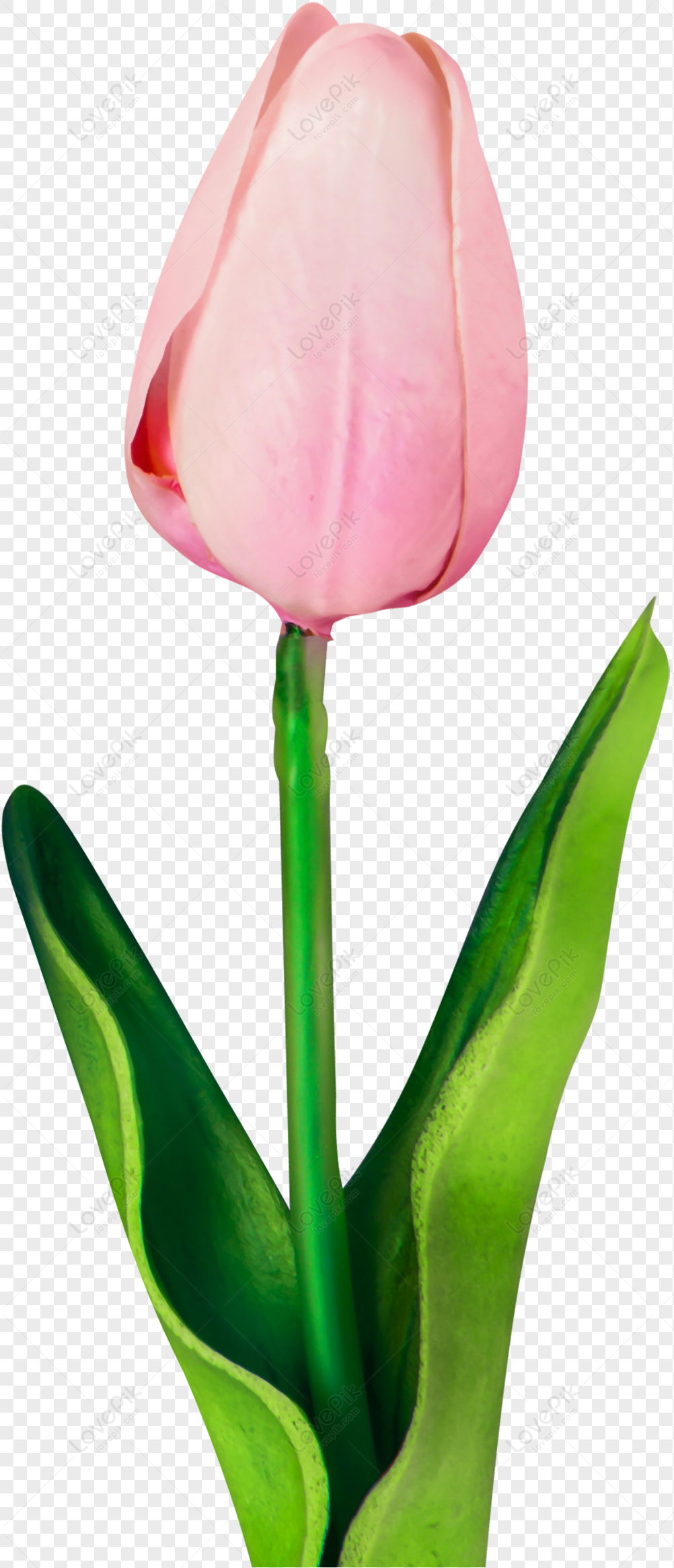 Tranh Tô Màu Theo Số Phong Cảnh Hoạt Hình Hoa Tulip Hóa Mini Anime Có Khung  20*20 Nhỏ Giá Rẻ Cặp Đôi Hoa Cúc Hướng Dương | Lazada.vn