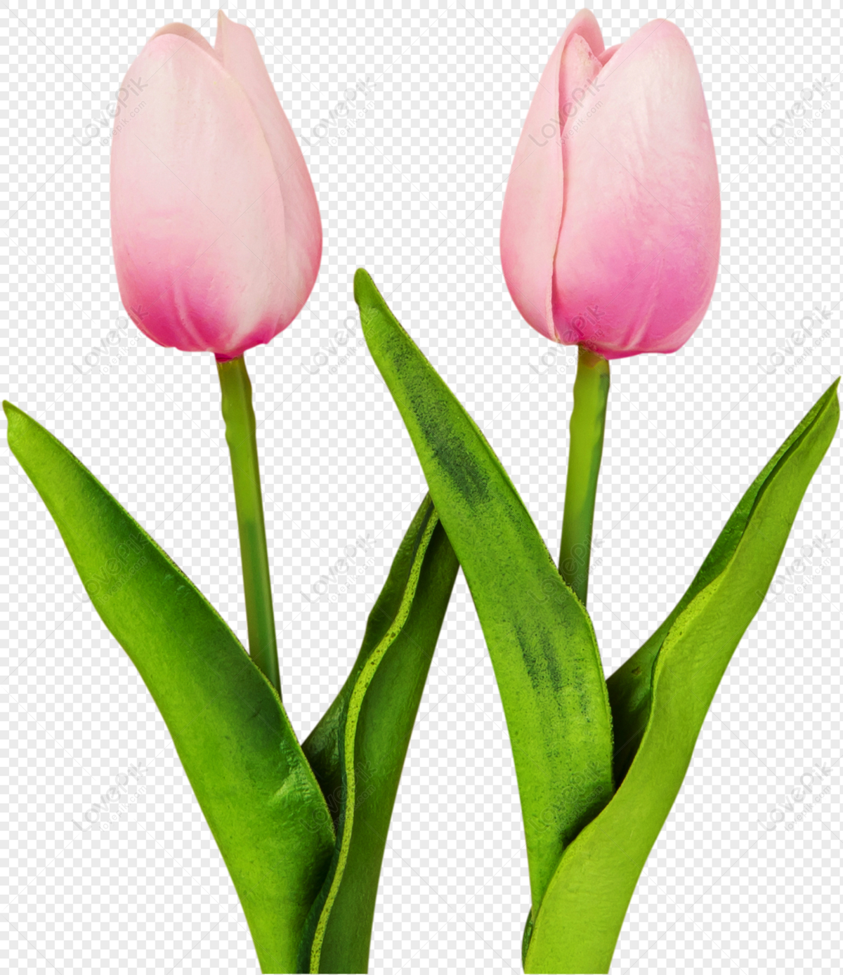 Hình ảnh Hoa Tulip PNG Miễn Phí Tải Về - Lovepik