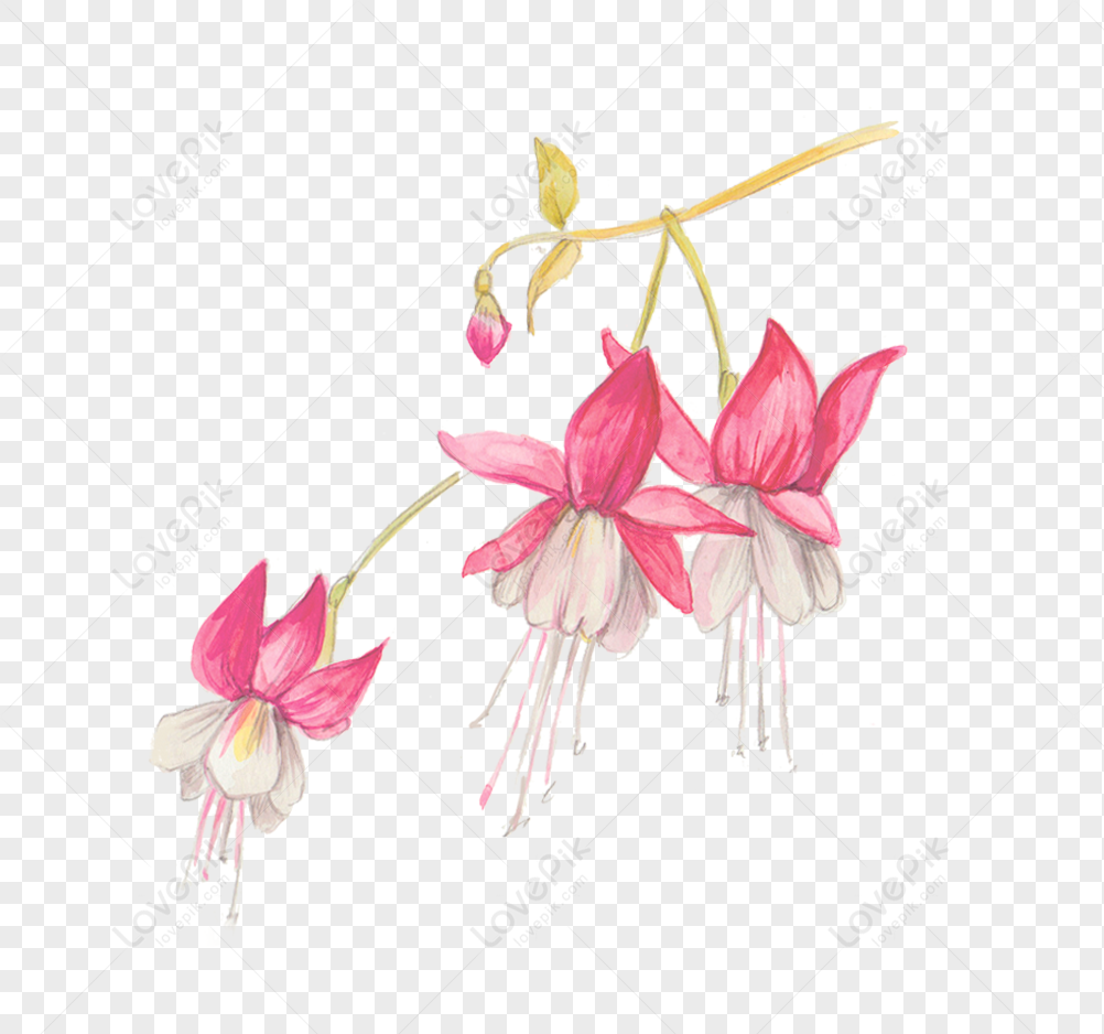 Pequeñas Flores Frescas Pintadas A Mano PNG Imágenes Gratis - Lovepik