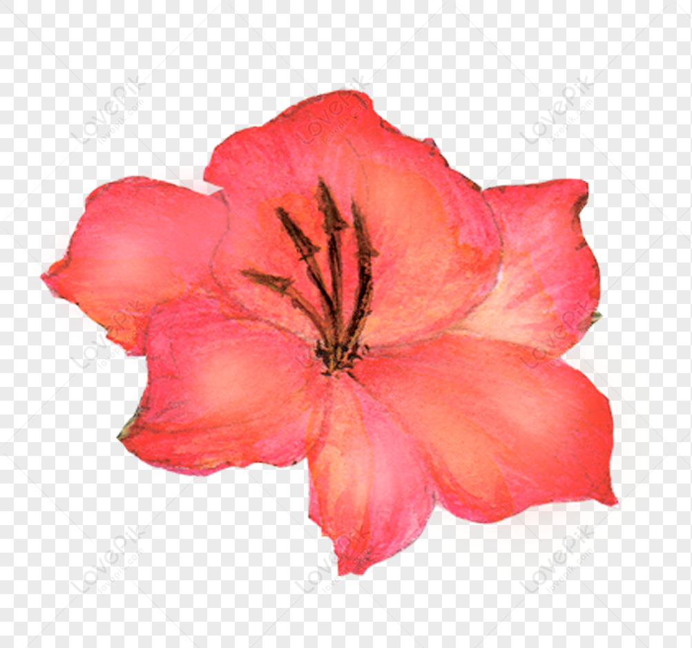 Flores Rojas Dibujadas A Mano PNG Imágenes Gratis - Lovepik