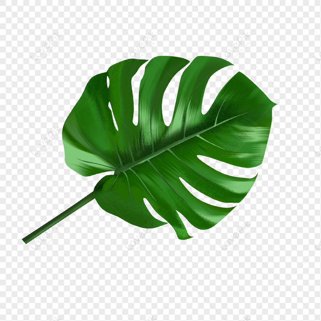 Hand Drawn Plants Materials Picture PNG Picture And Clipart Image For ...