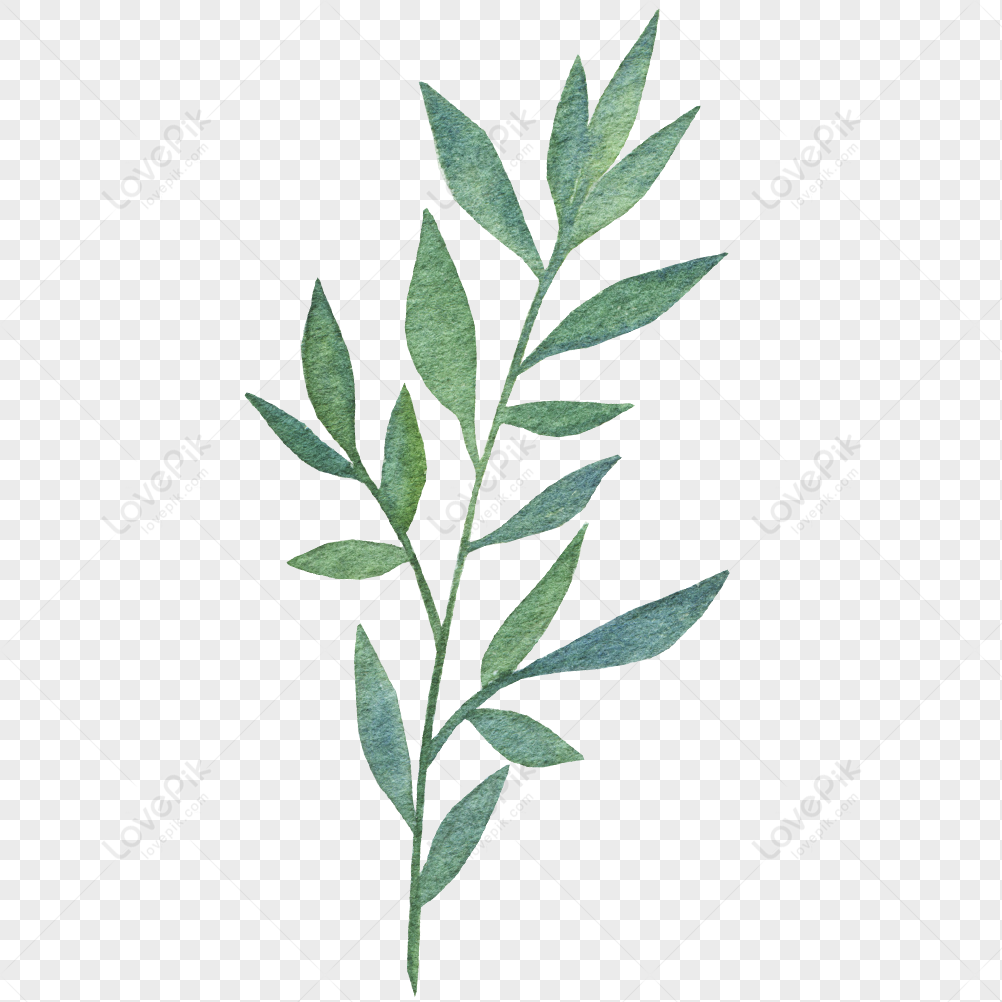 Green Slender Leaves PNG Images With Transparent Background | Free ...