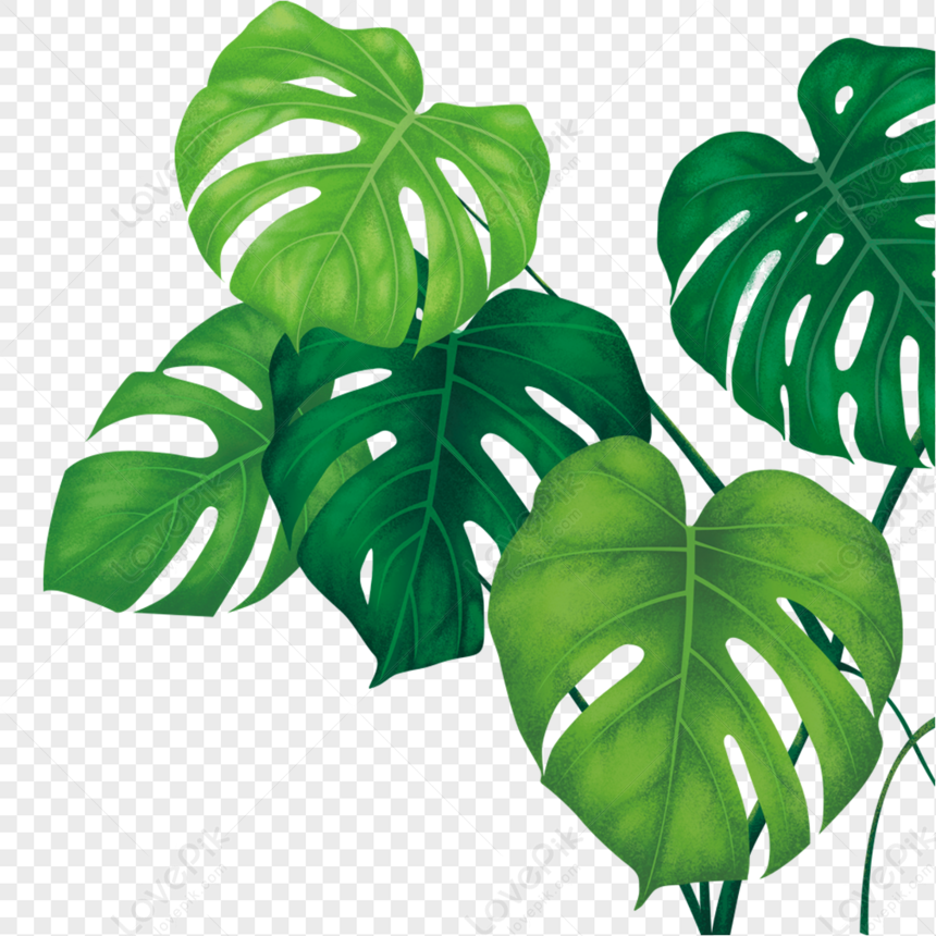 Fresh Leaf Illustration Png Png Transparent And Clipart Image For Free 