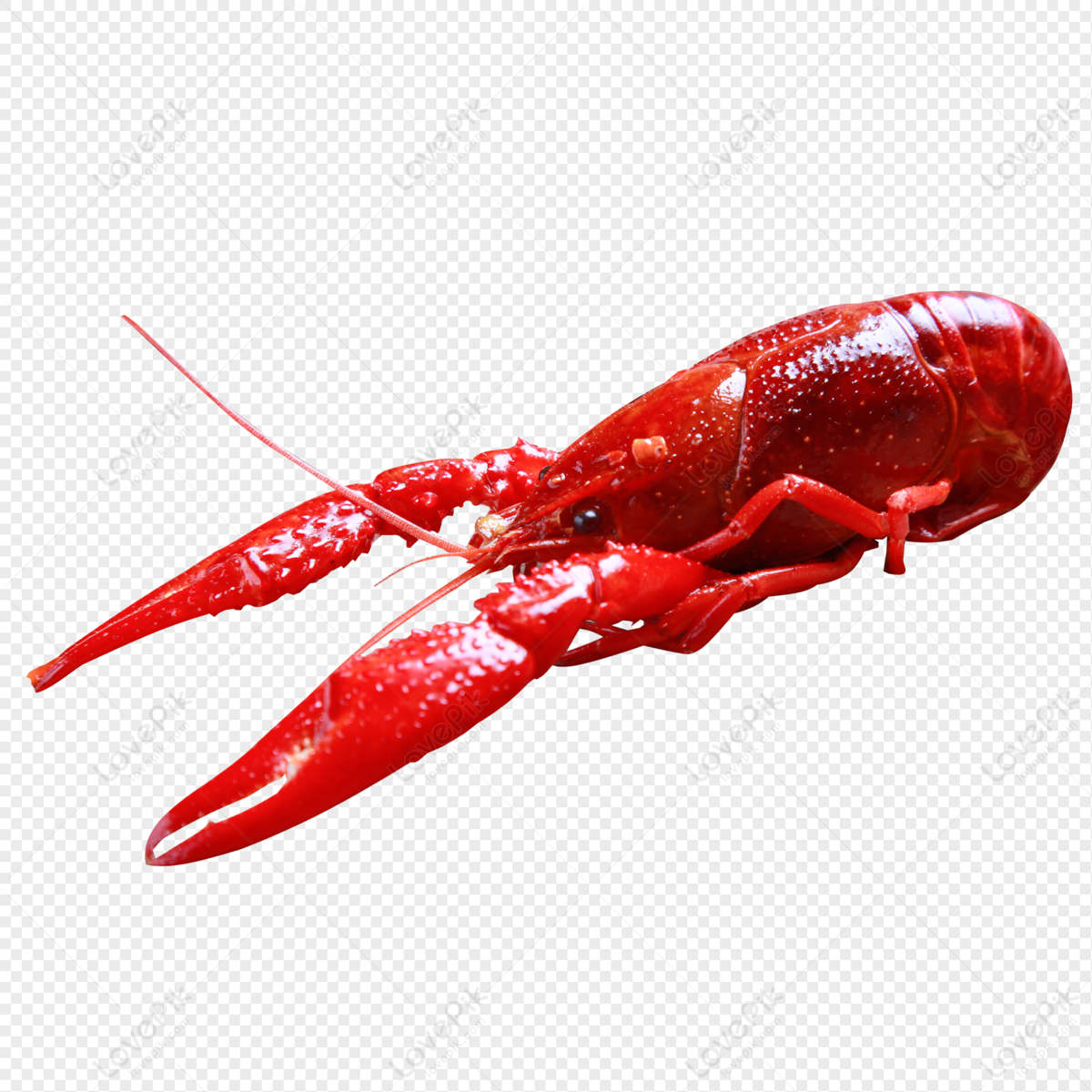 Crayfish, Dark Red, Red White, Cooked Food Free PNG And Clipart Image ...