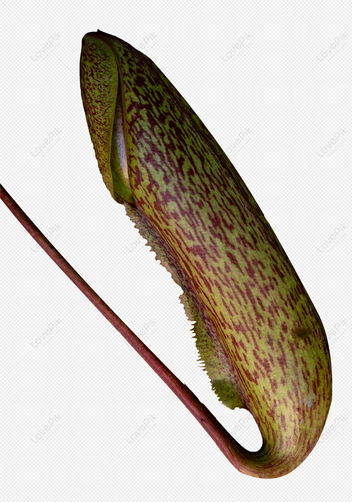 Image of Pinguicula vulgaris, the Common butterwort, insectivorous plant