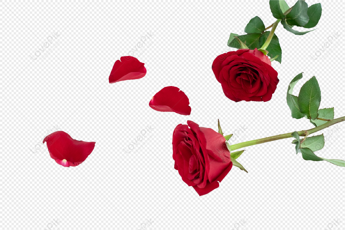 Là một trong những loại hoa hồng đẹp và quen thuộc nhất, hoa hồng đỏ có nền trong suốt đã trở thành một biểu tượng cho tình yêu. Với bộ sưu tập ảnh này, bạn sẽ cảm nhận được sự đẹp đẽ và mãnh liệt của tình cảm được thể hiện qua vẻ ngoài huyền thoại của loài hoa này.
