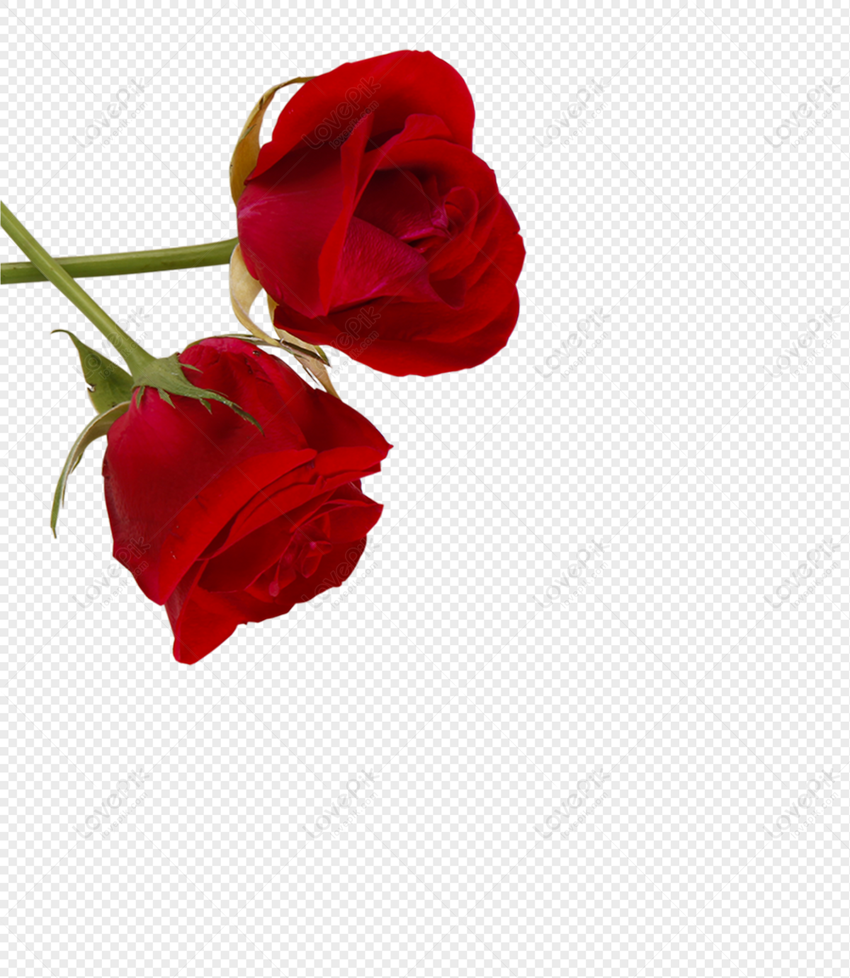 Với hình ảnh hoa hồng PNG, bạn có thể biến mọi thiết kế của mình trở nên sinh động hơn bao giờ hết. Những bông hoa hồng xinh đẹp và tự nhiên sẽ giúp cho mọi sáng tạo của bạn trở nên hoàn hảo hơn. Hãy chiêm ngưỡng vẻ đẹp đầy nữ tính của chúng ngay từ bây giờ.