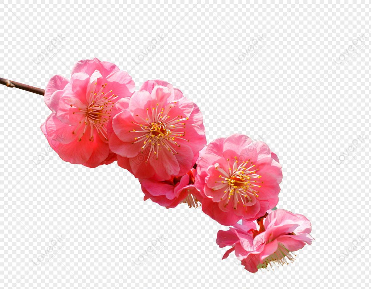 Flores De Cerezo En Primavera PNG Imágenes Gratis - Lovepik