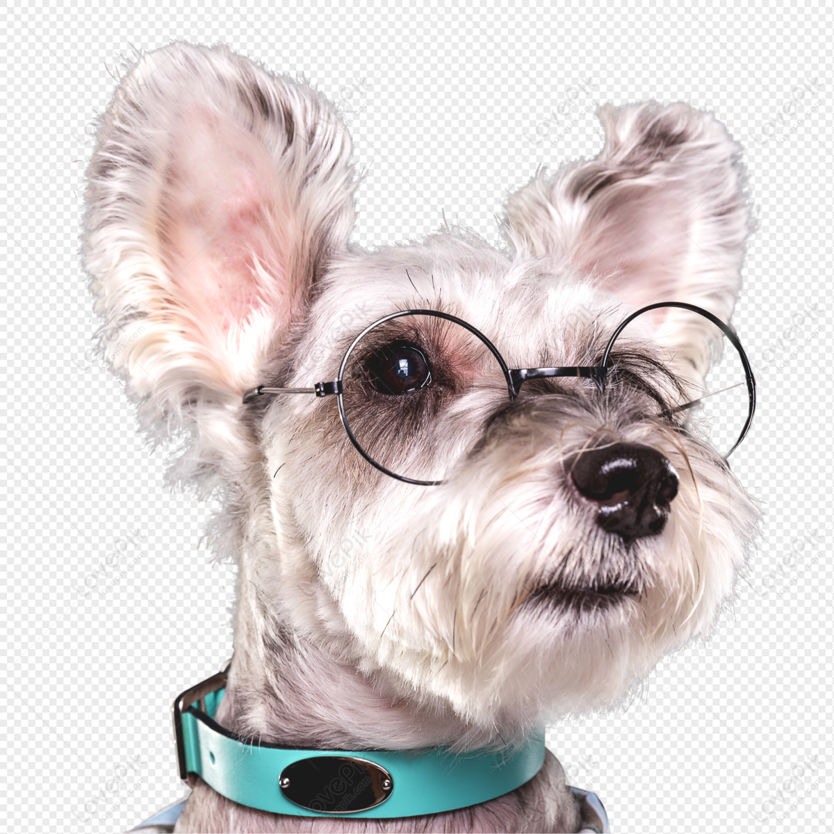 Snow Nut, Cartoon Glasses, Cartoon Dog, Cartoon Schnauzer PNG Picture ...