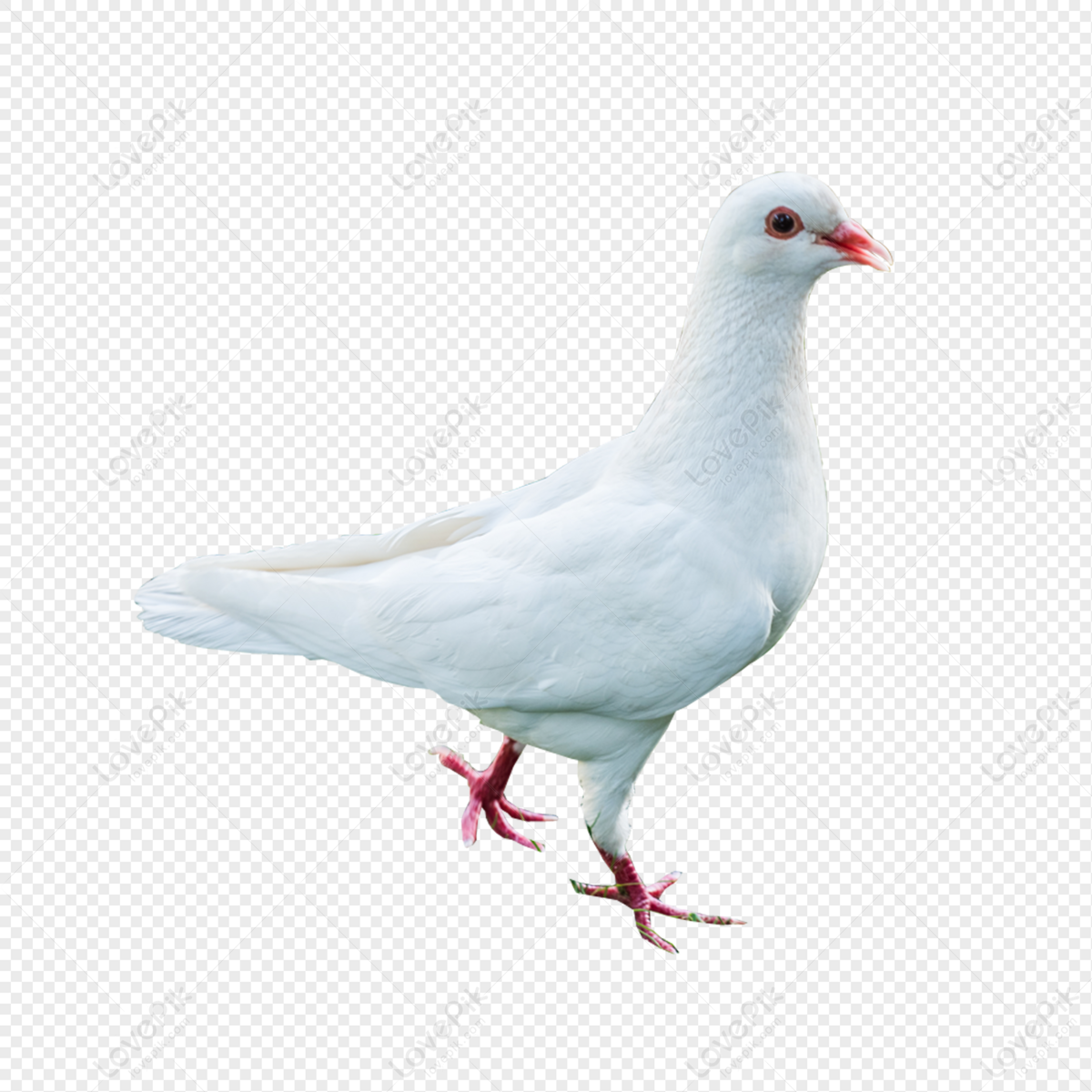 Dove PNG Transparent Background And Clipart Image For Free Download -  Lovepik | 400944240
