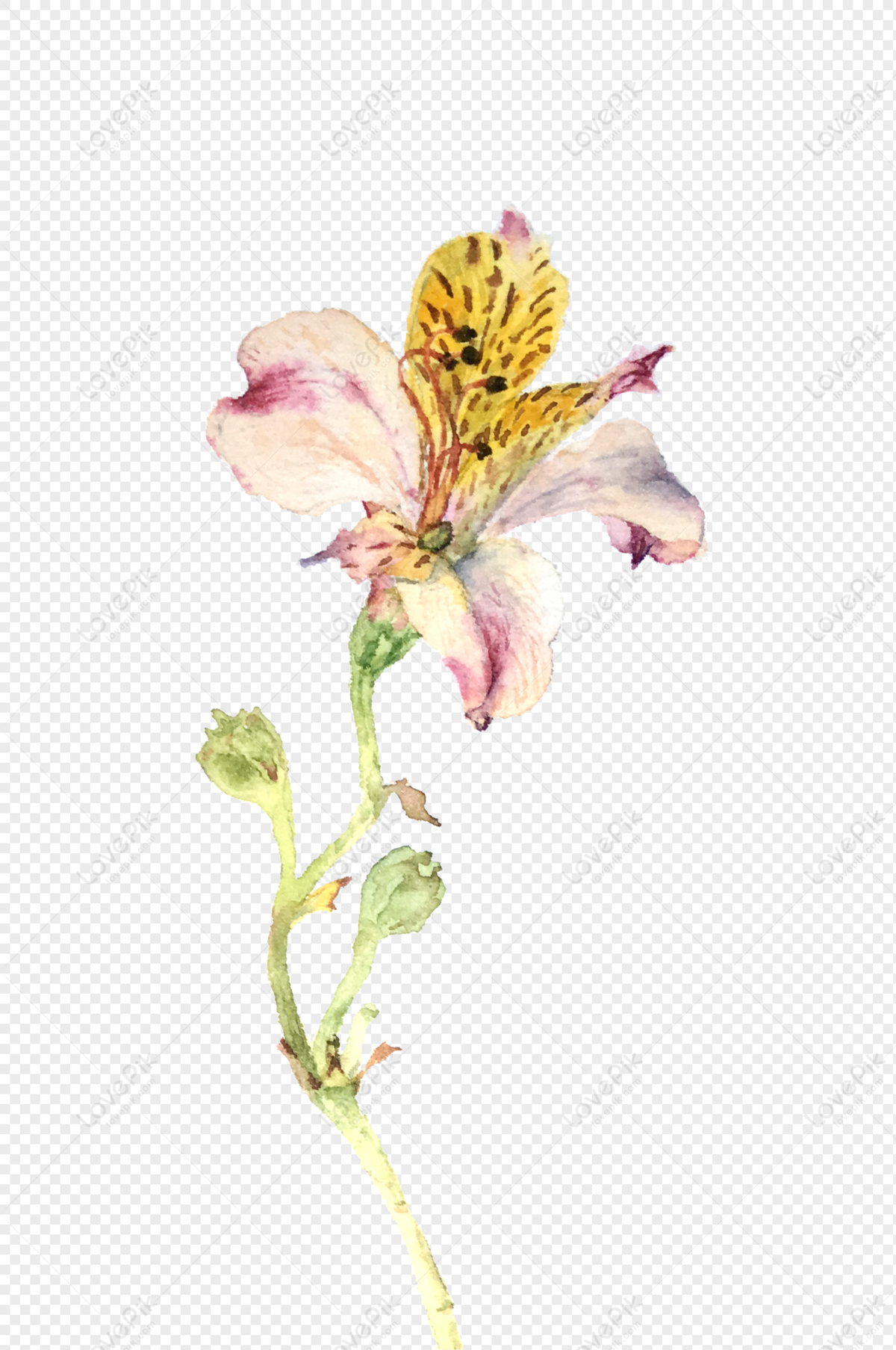 incas clipart flower