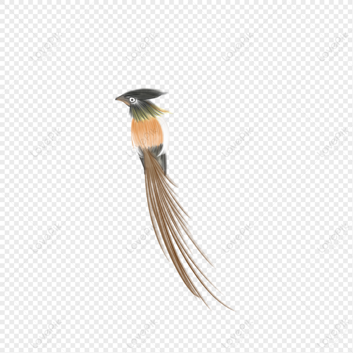 Bird PNG Transparent Image And Clipart Image For Free Download ...