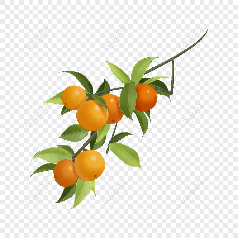 Sở hữu hình ảnh quýt PNG miễn phí - một trong những loại trái cây vô cùng hinhs ảnh trong ngày Tết. Đây là một hình ảnh vector miễn phí được cung cấp bởi chúng tôi, giúp bạn dễ dàng sử dụng trong các thiết kế của mình. Với những biểu tượng trái cây tuyệt đẹp này, cảm giác của bạn sẽ trở nên tươi mới hơn bao giờ hết.