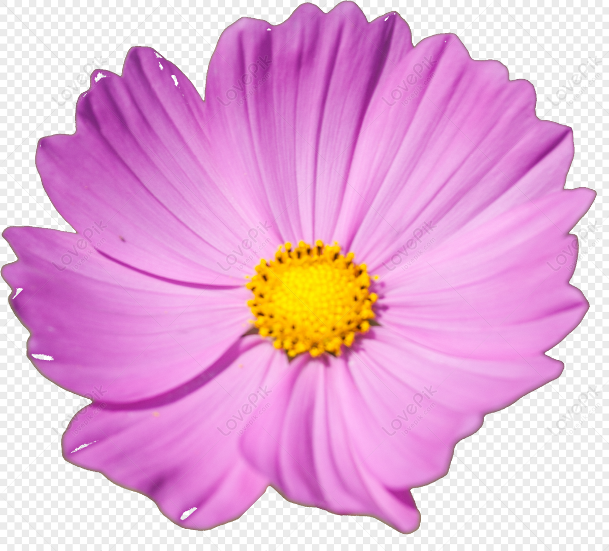 flower-cosmos-flower-flower-white-one-flower-png-free-download-and