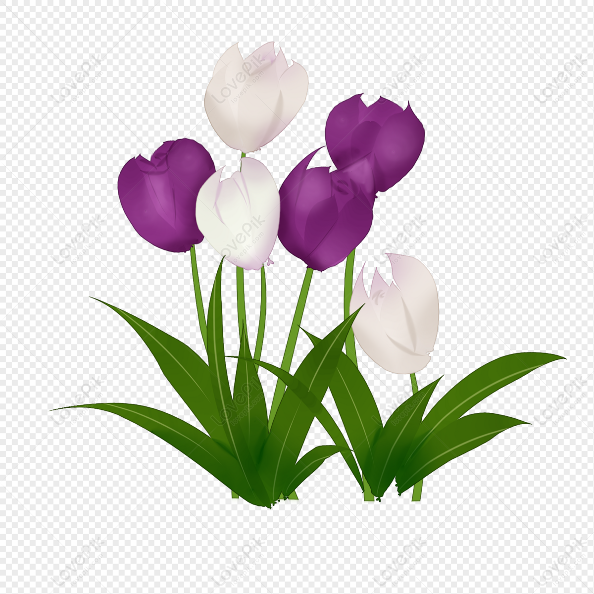 Hình ảnh Hoa Tulip Vẽ Tay PNG Miễn Phí Tải Về - Lovepik