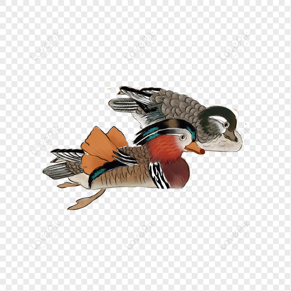 Cartoon Mandarin Ducks Images, HD Pictures For Free Vectors & PSD ...