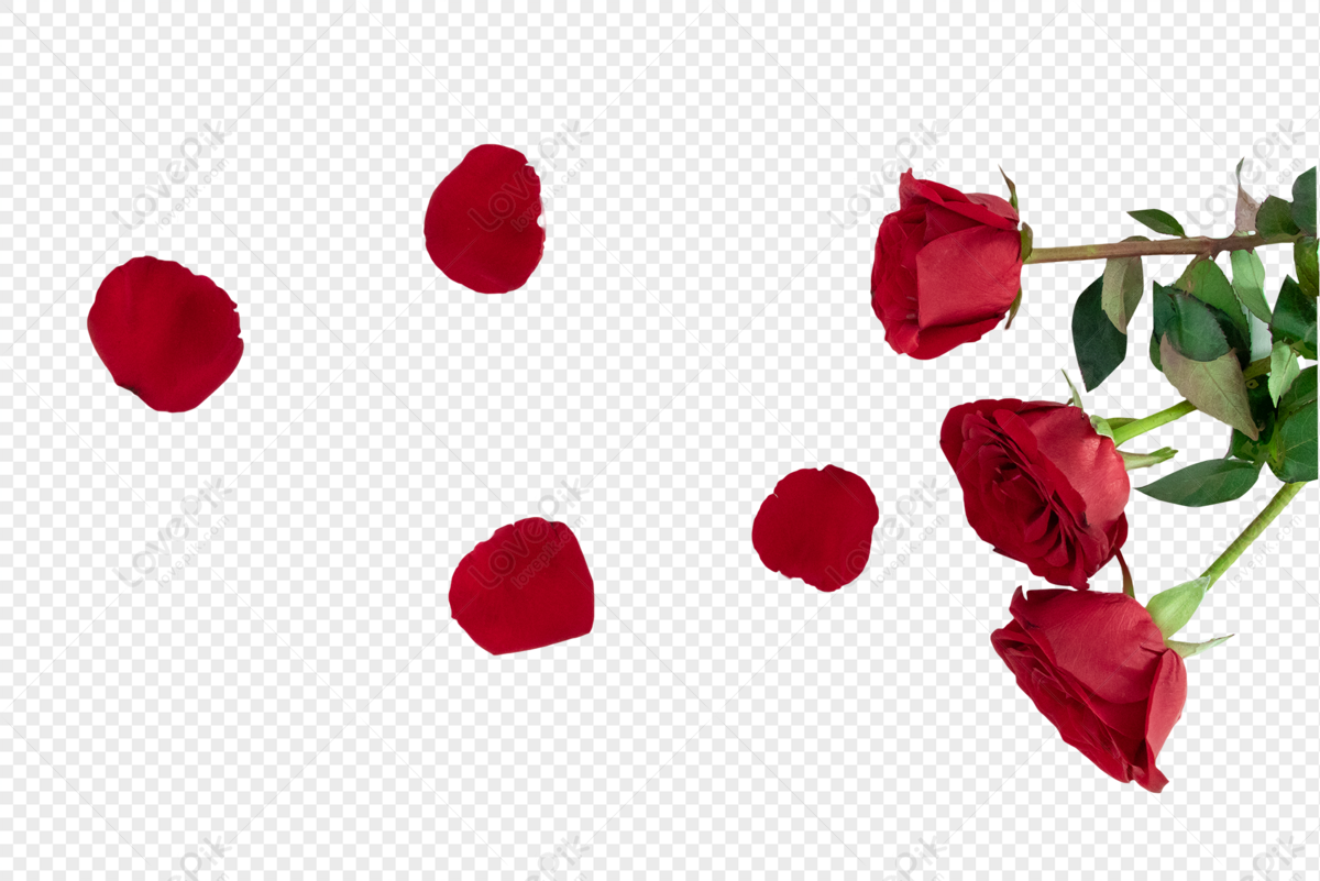 Ngày Quốc Tế Phụ Nữ, một món quà đặc biệt cho những người phụ nữ yêu thương của bạn. Hãy tặng họ những bông hoa hồng ngọt ngào trong những hình ảnh PNG chất lượng cao này nhé.