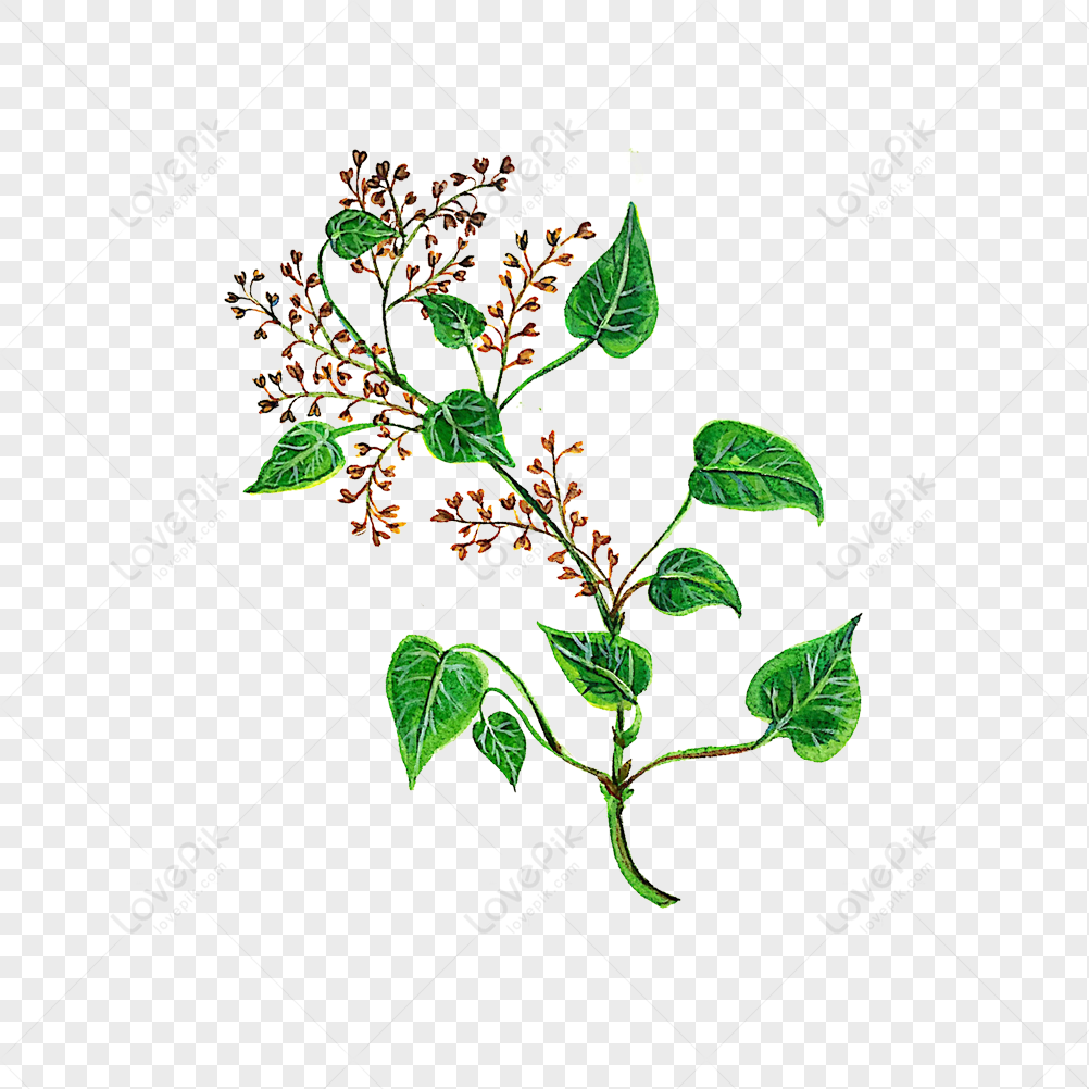 Polygonum Multiflorum, Flowers Plant, Flowers Green, Flowers ...