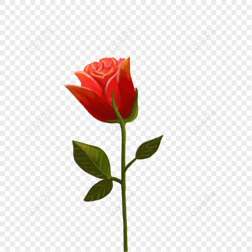 Rose, Rose Vector, Flower Rose, Orange Rose PNG Image Free Download And ...