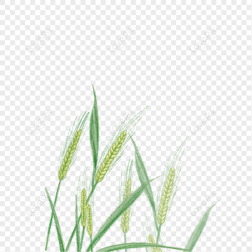 Wheat PNG Hd Transparent Image And Clipart Image For Free Download ...