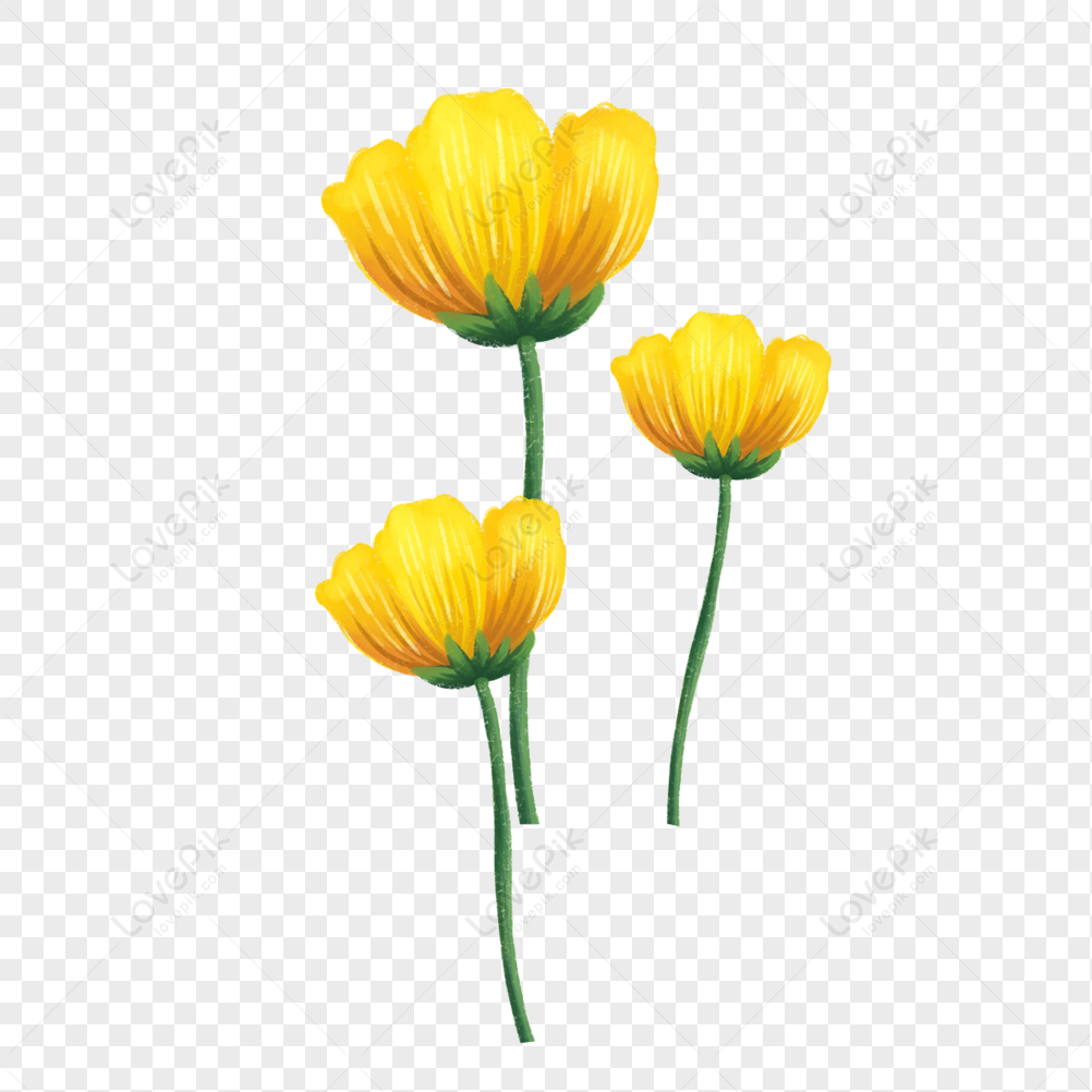 Flor Amarilla PNG Imágenes Gratis - Lovepik