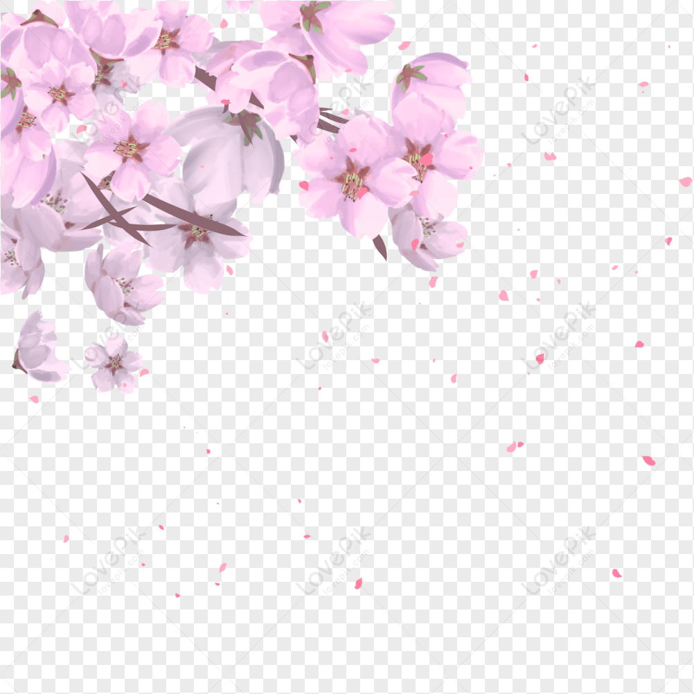 Fiore Di Ciliegio PNG Immagine Gratis | Grafica download su Lovepik |  401018210