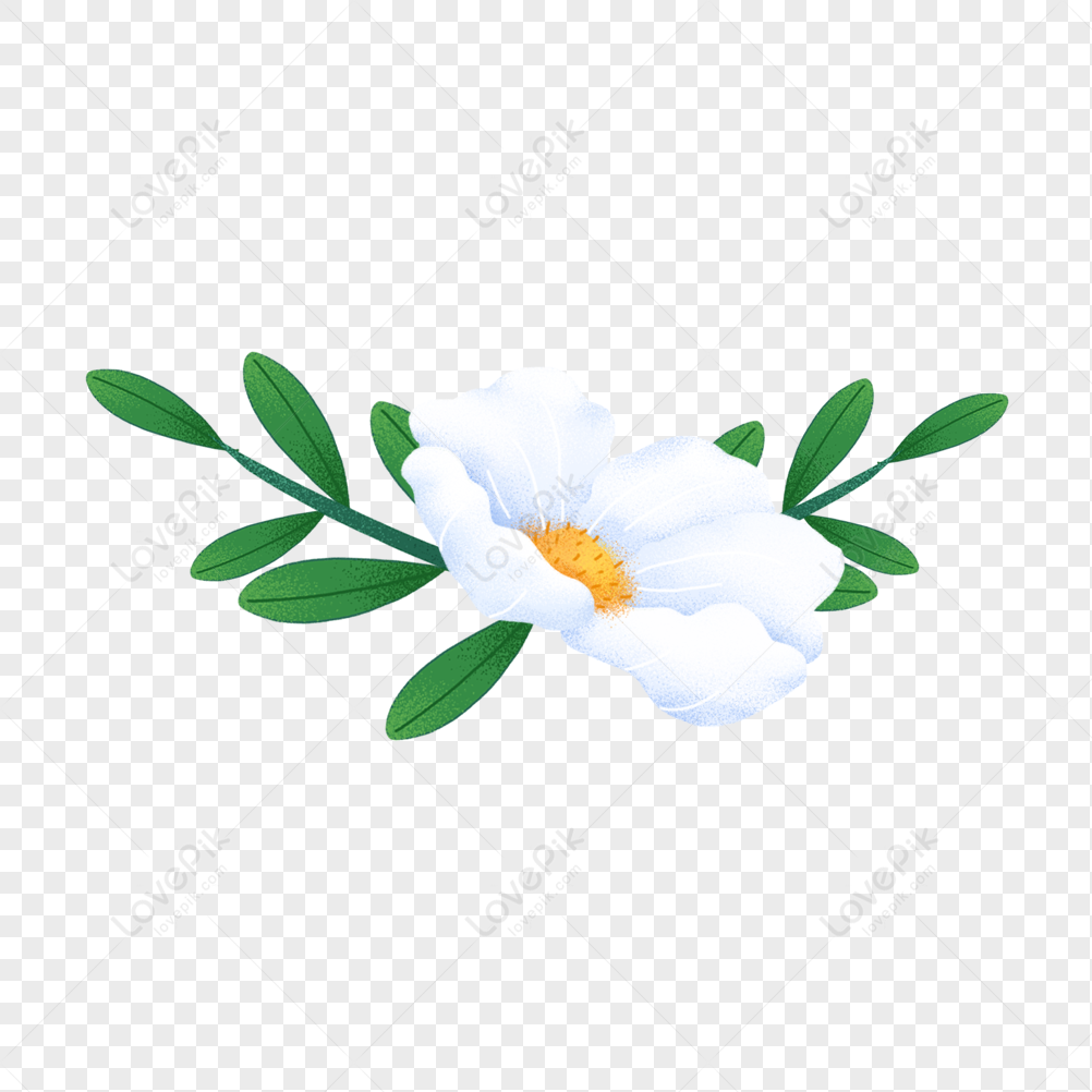 Flores Blancas PNG Imágenes Gratis - Lovepik