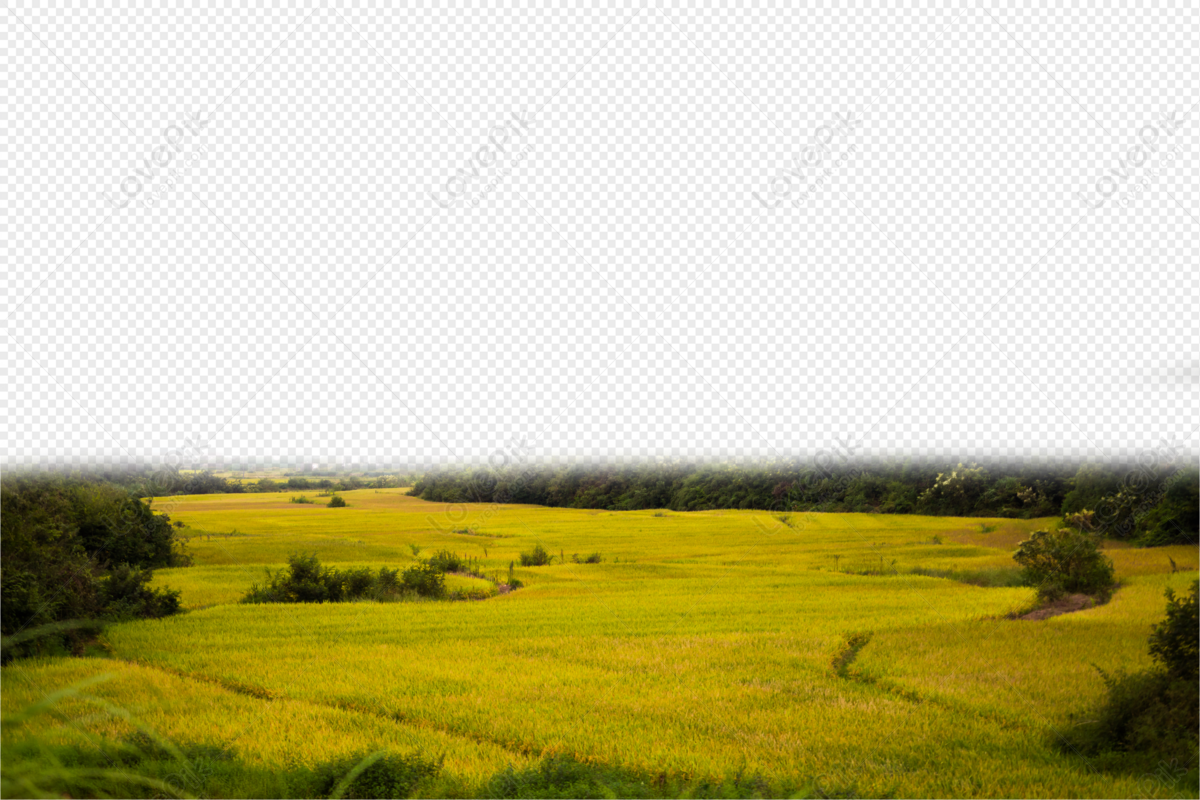 Hình ảnh Cánh đồng Lúa Mì PNG Miễn Phí Tải Về - Lovepik