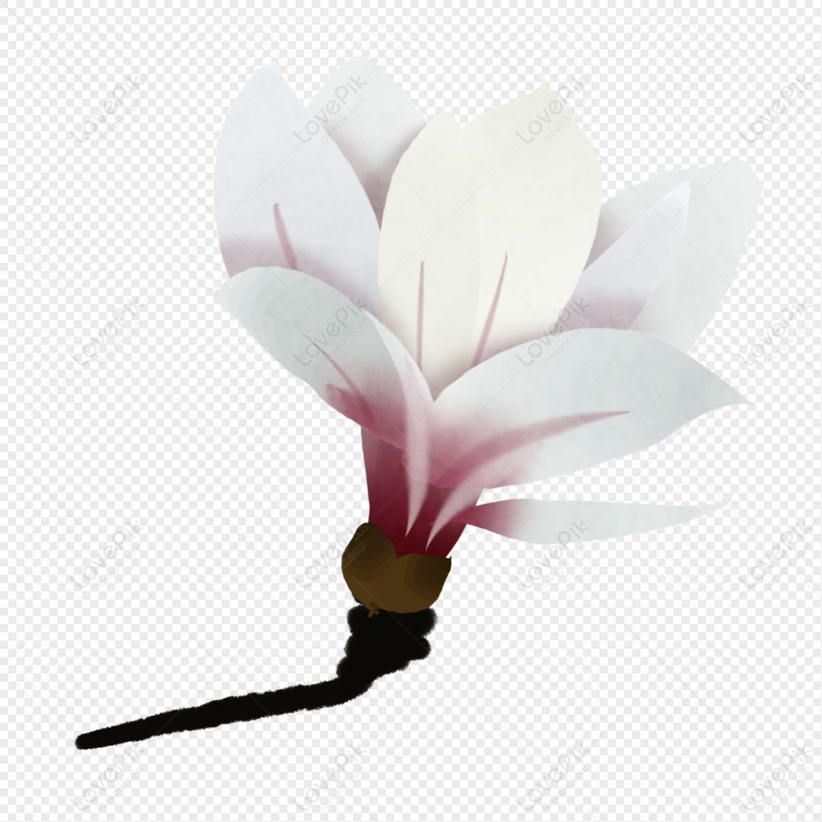 Una Flor De Magnolia Blanca Fresca Y Elegante PNG Imágenes Gratis - Lovepik