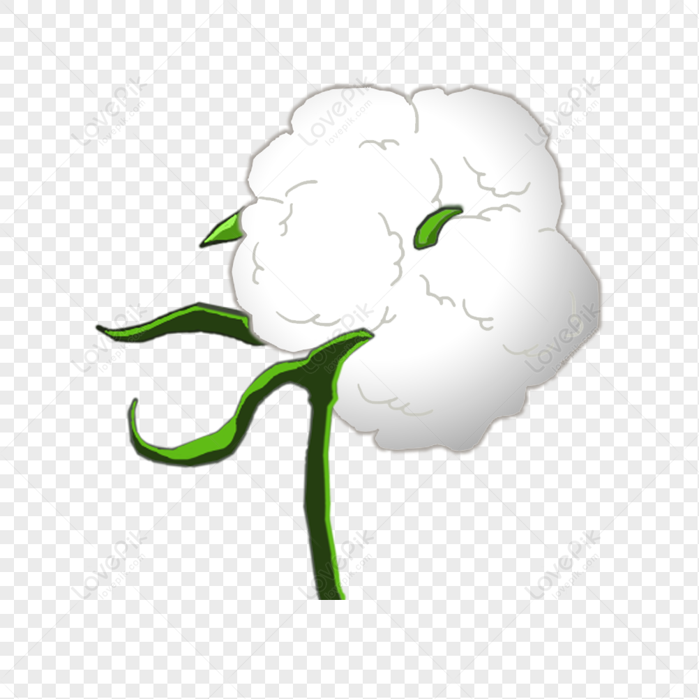 Cotton, Cotton Plant, Cotton Flower, Green White PNG White Transparent ...