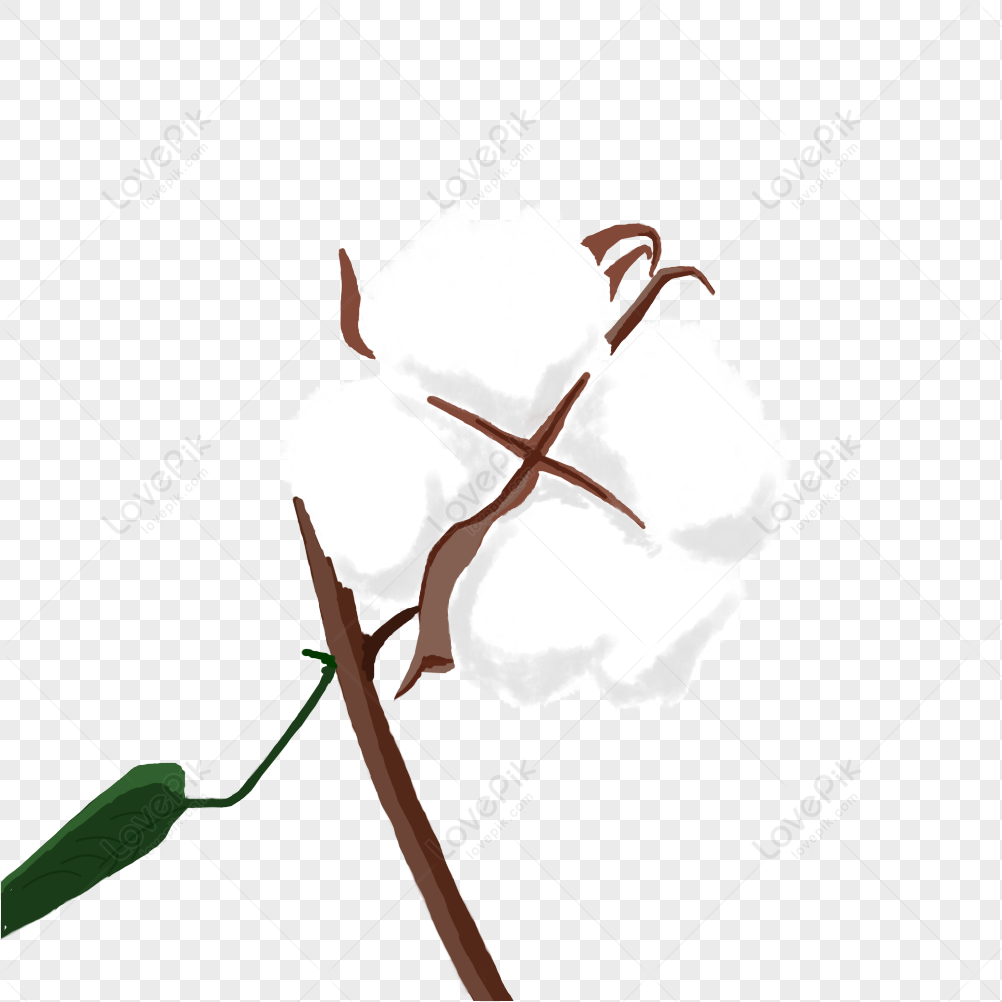 Cotton PNG Transparent Background And Clipart Image For Free Download ...
