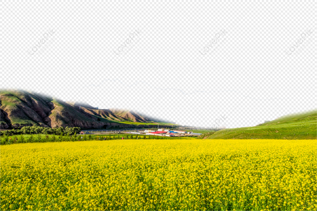 Hình ảnh Cánh đồng Lúa Mì Bơ Vàng PNG Miễn Phí Tải Về - Lovepik